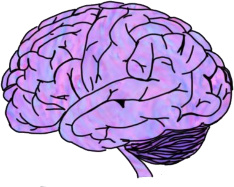 Brain Sticker (1080x750), Png Download