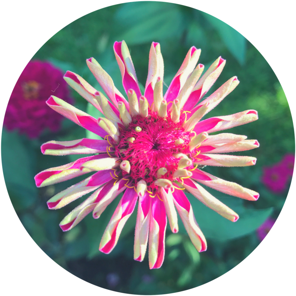 Round Flower 4 - Common Zinnia (1000x1000), Png Download