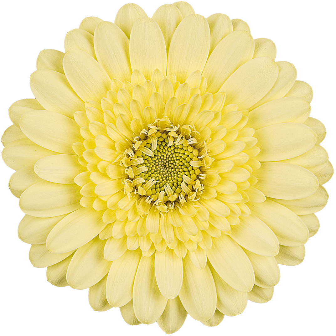 Free Flower Fridays On Facebook - Barberton Daisy (1100x1100), Png Download