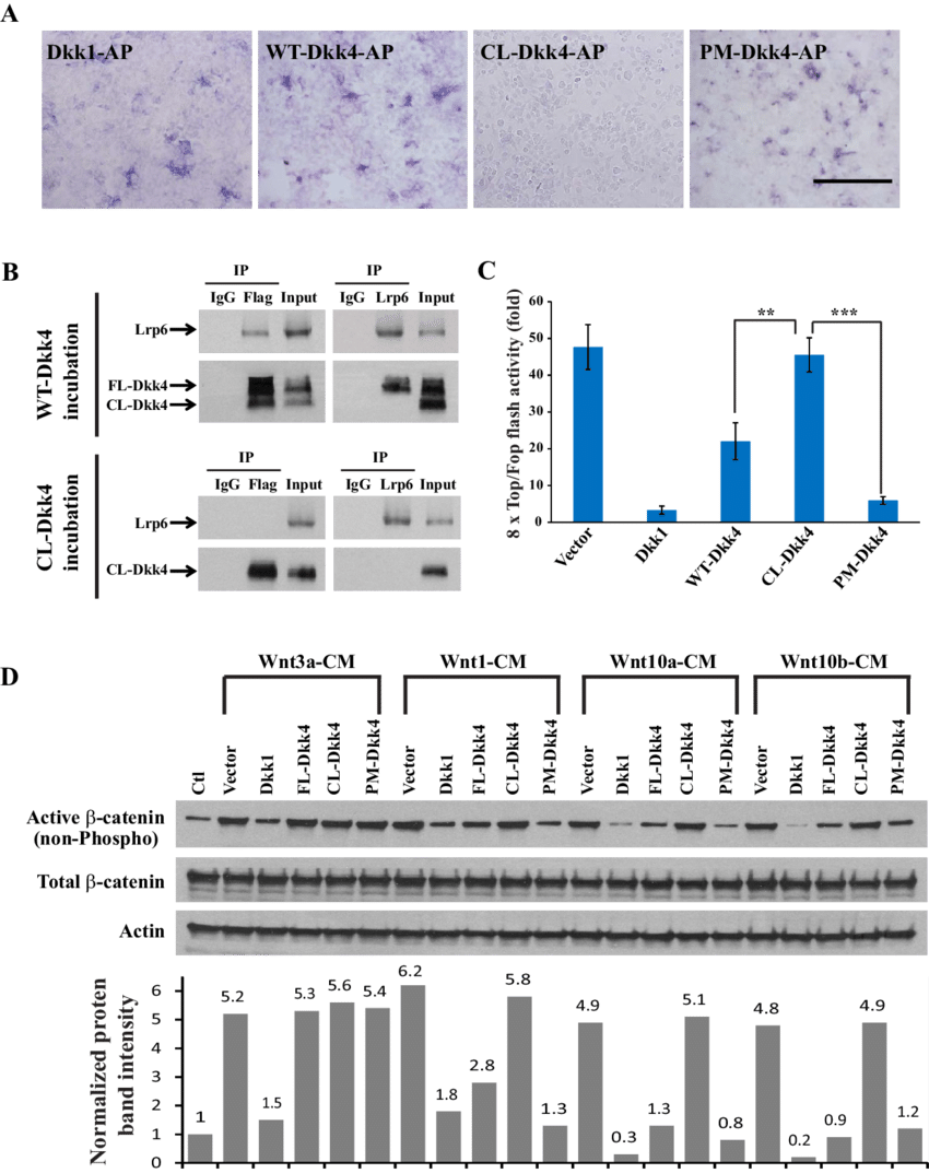 Cell Surface Binding Assays For Different Dkk4 Isoforms - Diagram (850x1073), Png Download