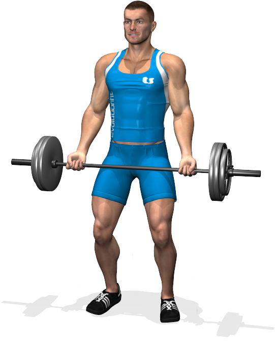 Barbell Curl Involved Muscles During The Training Biceps - Hammer Bar Bicep Curl (700x700), Png Download