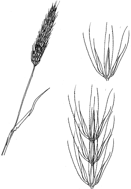 Groups Of 3 Spikelets Attached Together On A Short - Sketch (496x667), Png Download