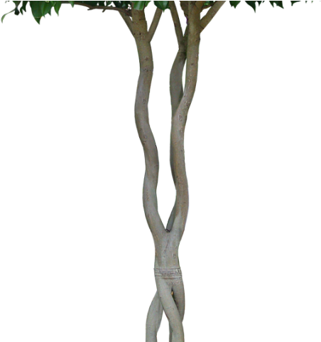 Plants Png Transparent Images - Root (640x480), Png Download