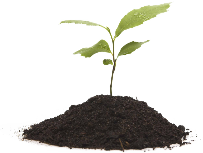 Growing Plant Transparent Background - Renewable Energy (800x601), Png Download