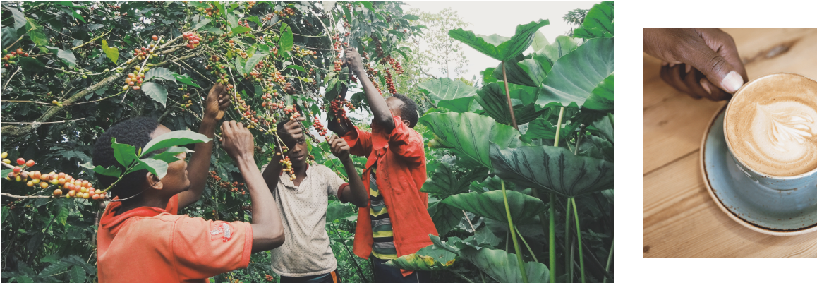 By Cutting Out Many Middle-men , We Use The Resources - Plantation (1200x400), Png Download