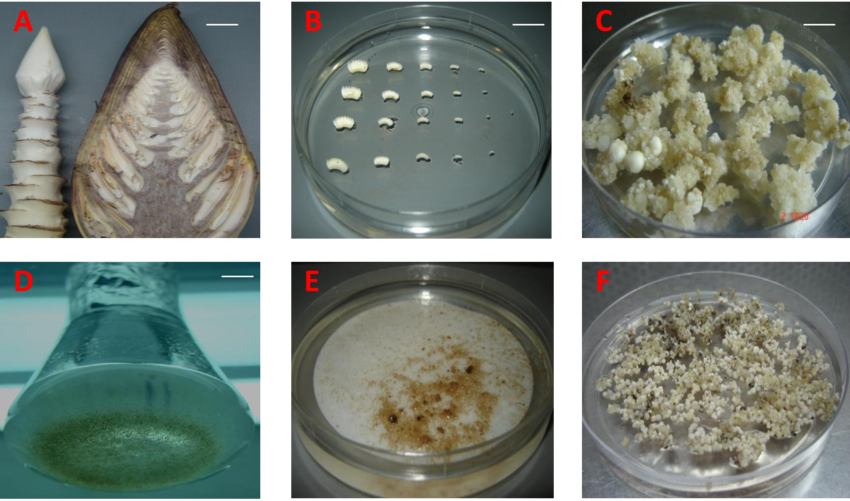 Male Bud 1 To 15 Th Position - Banana Embryogenic Cell Suspension (850x501), Png Download
