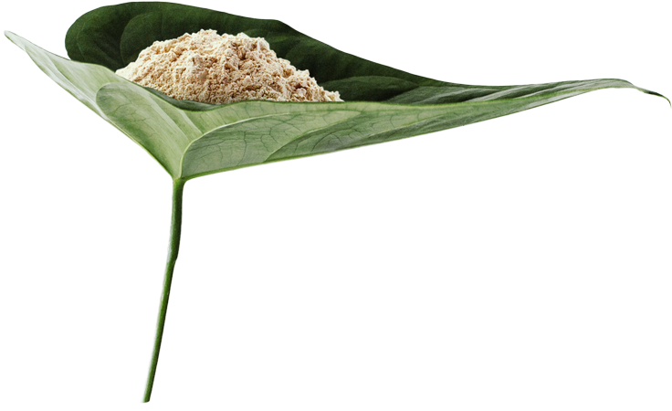 Leaf - Pongal (750x459), Png Download