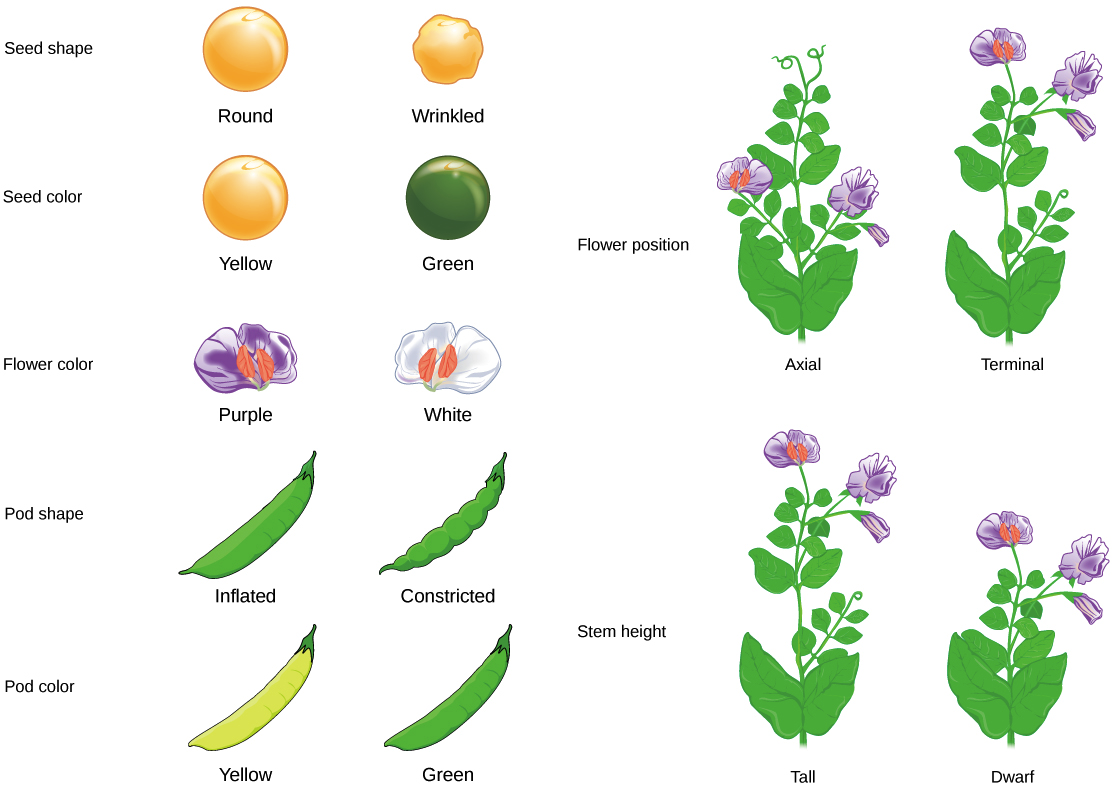Seven Characteristics Of Mendel's Pea Plants Are Illustrated - Mendel's Peas (1117x790), Png Download