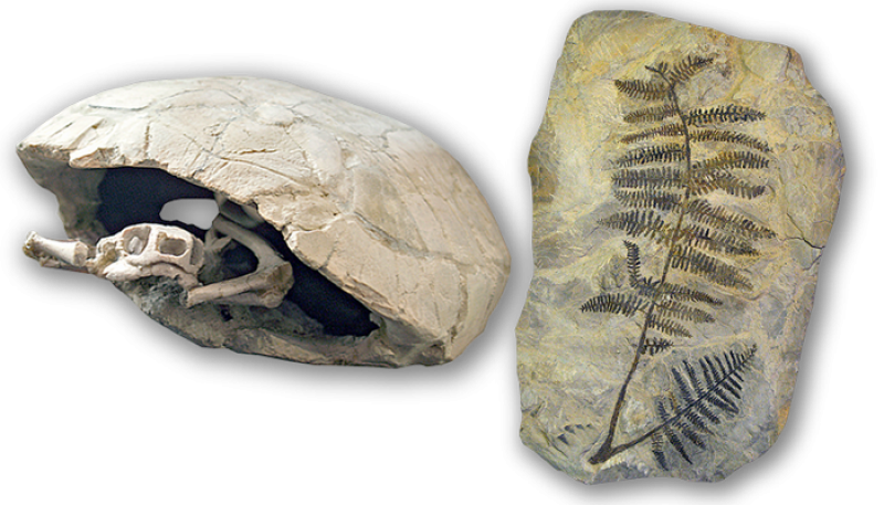 Crystal (800x457), Png Download