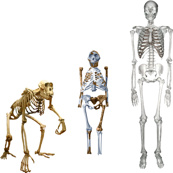 Website About The World's Most Famous Fossil, Lucy - Arm Leg Ratio Evolution (682x586), Png Download