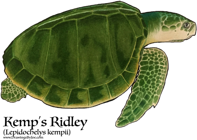 Hawksbill Sea Turtle (750x600), Png Download