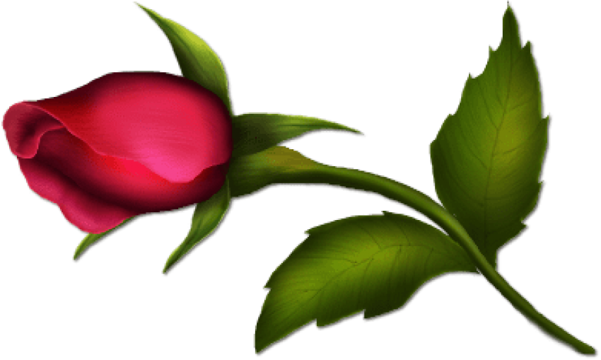 Free Png Download Rose Bud Painted Png Images Background - Clipart Images Of Bud (850x509), Png Download