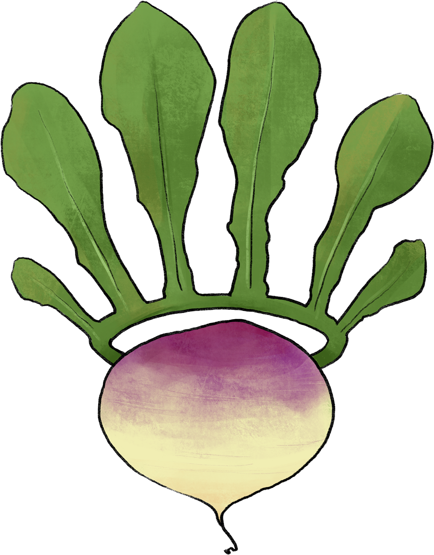 Illustration Of A Turnip With A Leaf Crown - Chard (2500x2500), Png Download