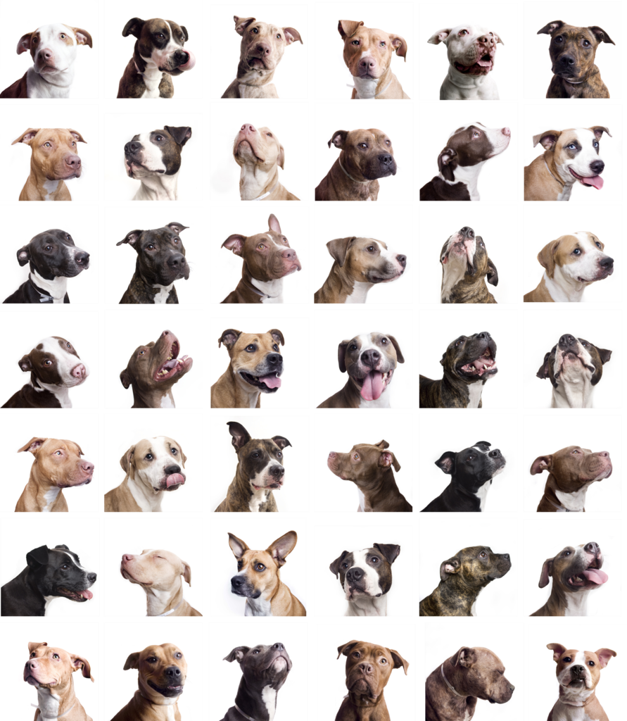 Peanut Butter Pit Bull - Companion Dog (891x1024), Png Download