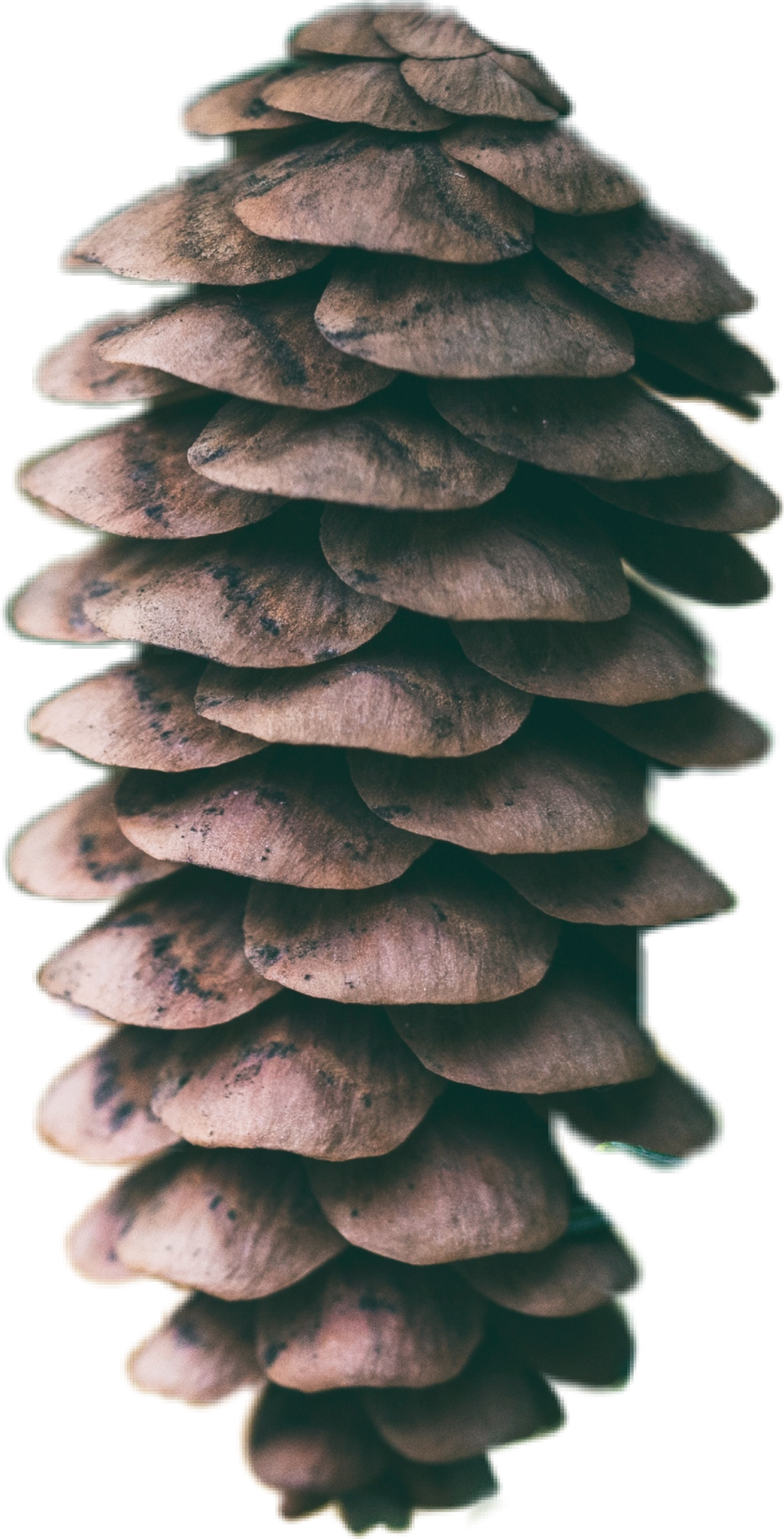 Pinecone Sticker - Pine (1024x2009), Png Download