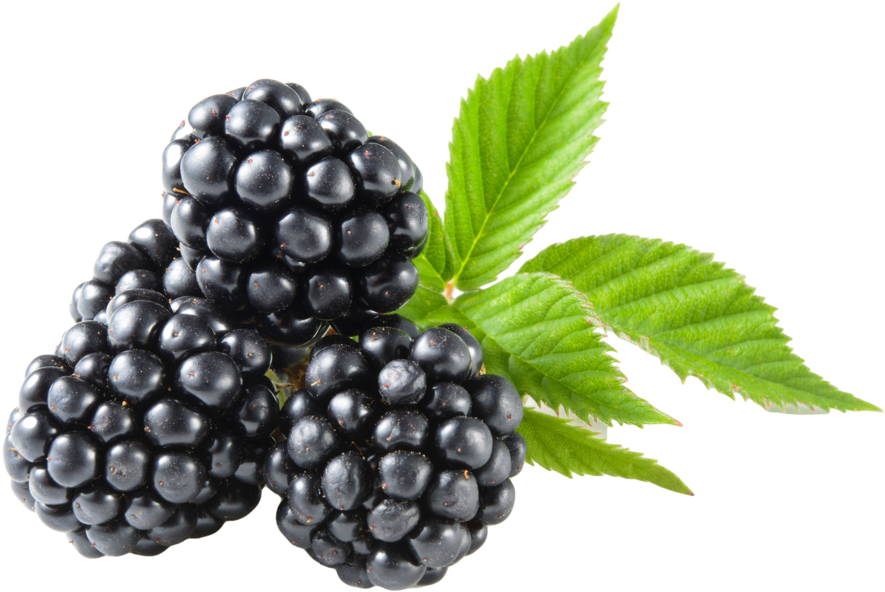 Download Blackberry No Back Blackberry Fruit Transparent PNG Download SeekPNG