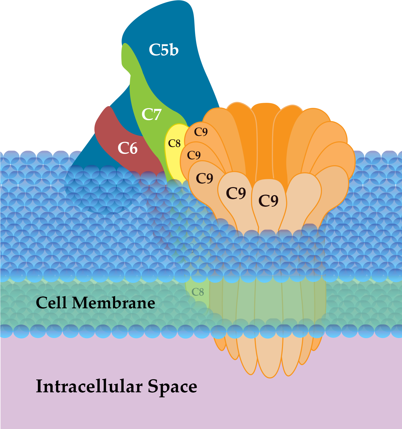 Membrane Attack Complex - Complement Membrane Attack Complex (1596x1830), Png Download