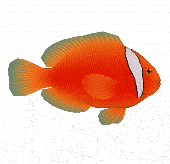 Tomato Clownfish - Coral Reef Fish (653x653), Png Download