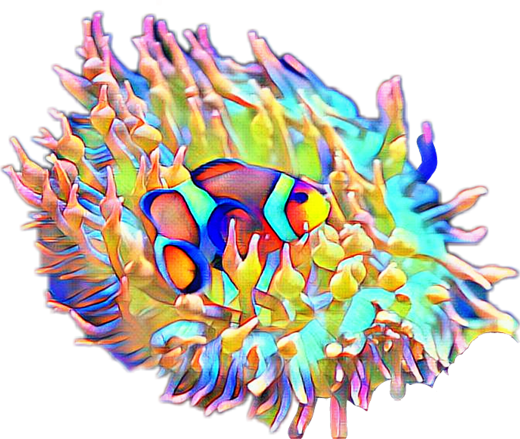 Fteseacreatures Anemone Clownfish Fish - Coral Reef Fish (1024x866), Png Download