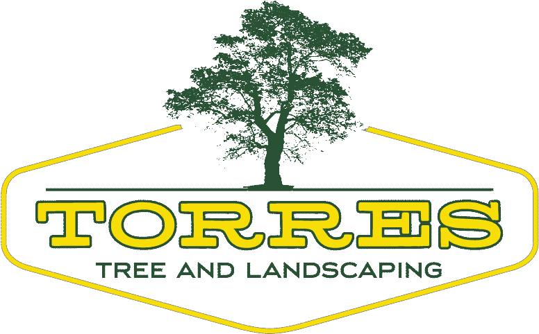 Torres Tree Service Llc - Tree (800x508), Png Download