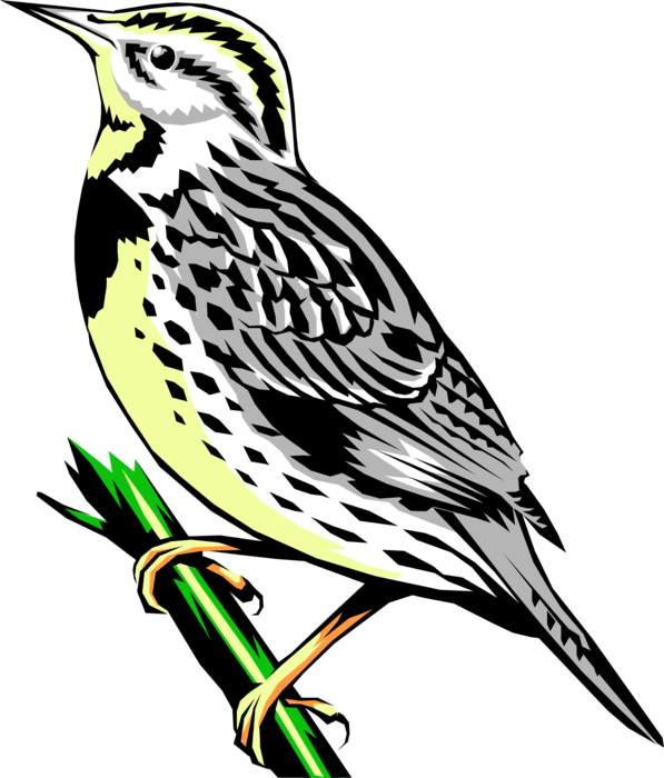 Vector Illustration Of Western Meadowlark Icterid Bird - Western Meadowlark Png Transparent Background (597x700), Png Download