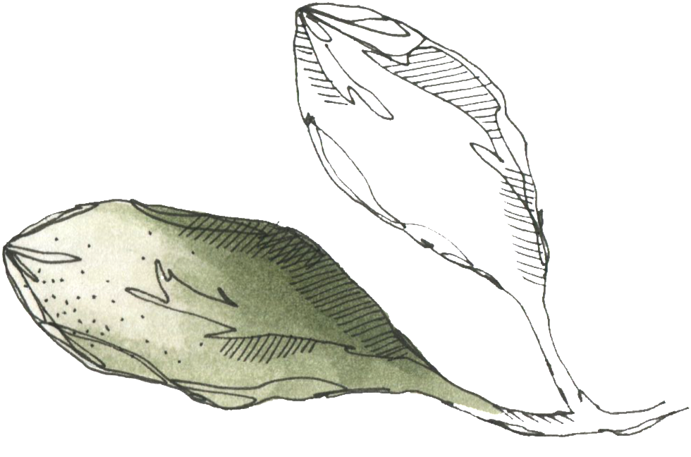Heypik Pencil Flower Plant Cartoon Transparent 27730110 - Sketch (1024x688), Png Download