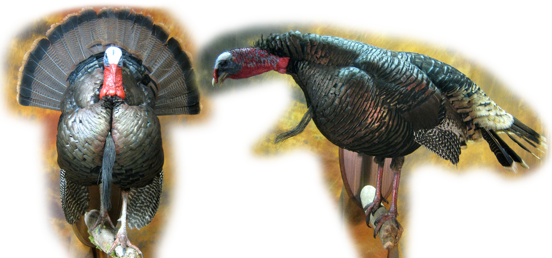 Slide0 Slide1 - Turkey (1080x504), Png Download