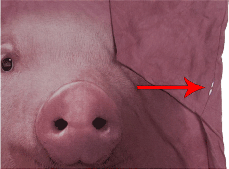 Футболка С Дефектом Pig Face - Domestic Pig (1100x894), Png Download