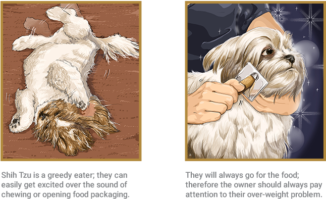 Shih Tzu - Mal-shi (657x497), Png Download