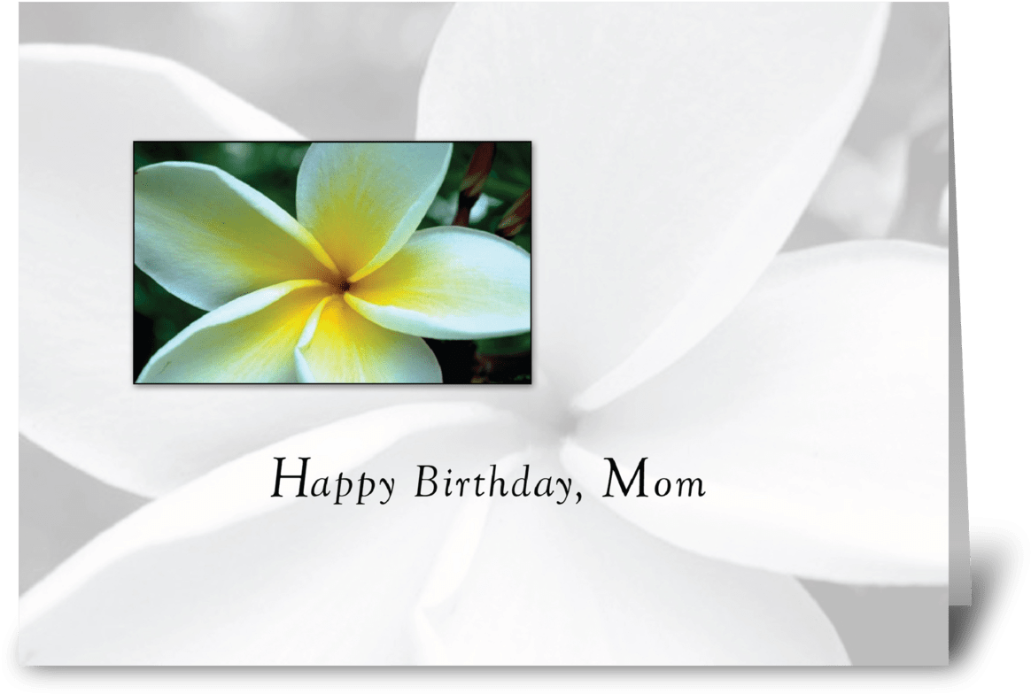 Mom Birthday Single Flower - Happy Birthday Images With Single Flowers (1272x1047), Png Download