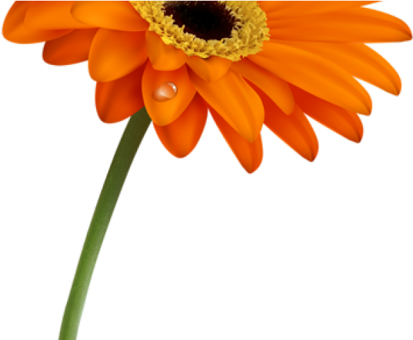 Orange Flower Clipart Single Flower - Flower (640x480), Png Download