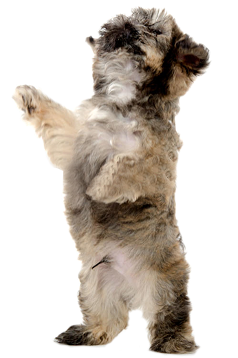 That Means That Every Single Shih Tzu Alive Today Can - Dog Catches Something (834x518), Png Download