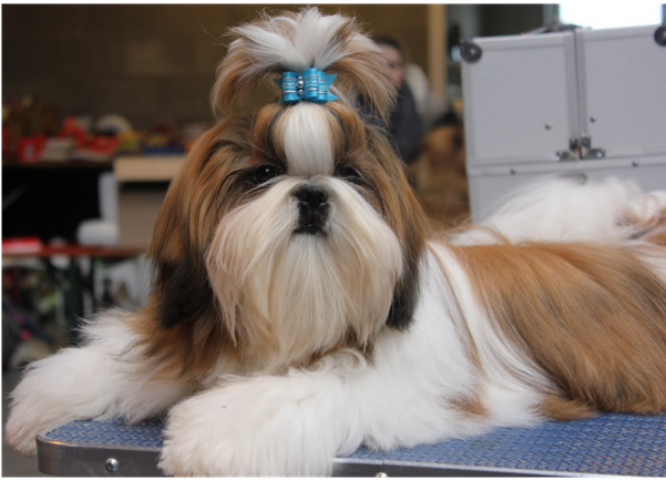 Photo Taken At Yorkshire Et Shih Tzu De L& - Shih Tzu (600x600), Png Download