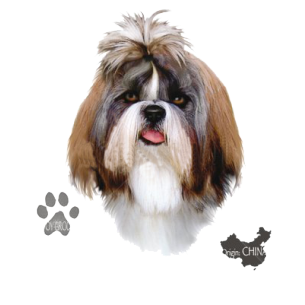 Shih Tzu (800x800), Png Download