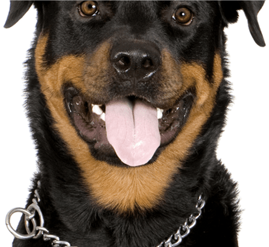 Rottweiler Puppies & Dogs - Dog Yawns (1368x855), Png Download