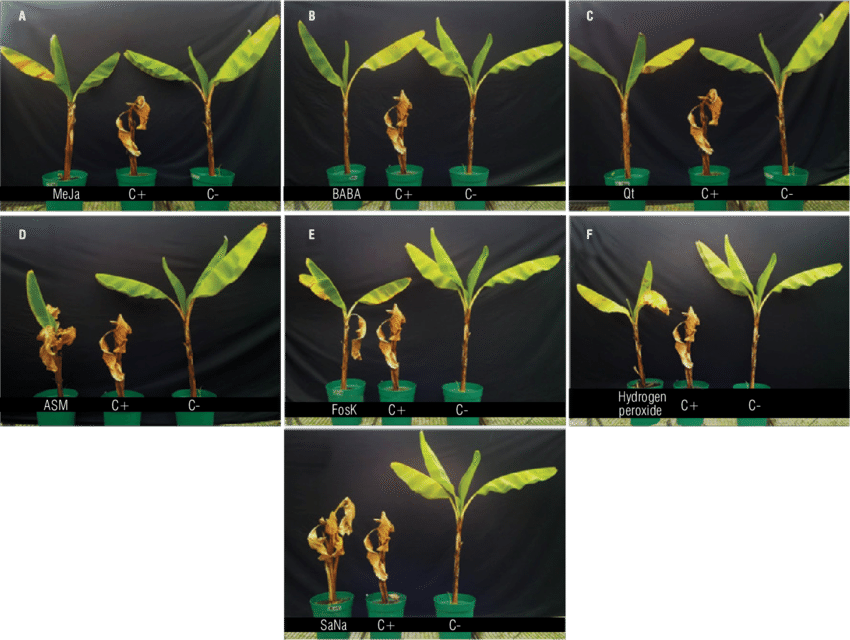 Banana Plants Inoculated With R - Illustration (850x640), Png Download