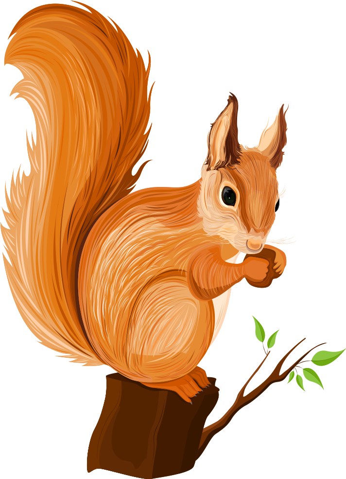Squirrel Cartoon Illustration Transprent - Squirrel Illustration Png (1000x1000), Png Download