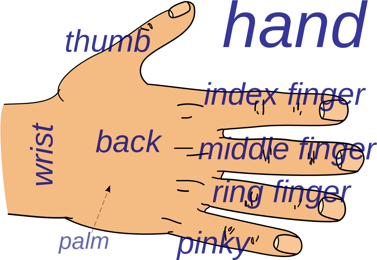File - Hand Parts - En - Svg - Parts Of The Hands Names (1280x885), Png Download