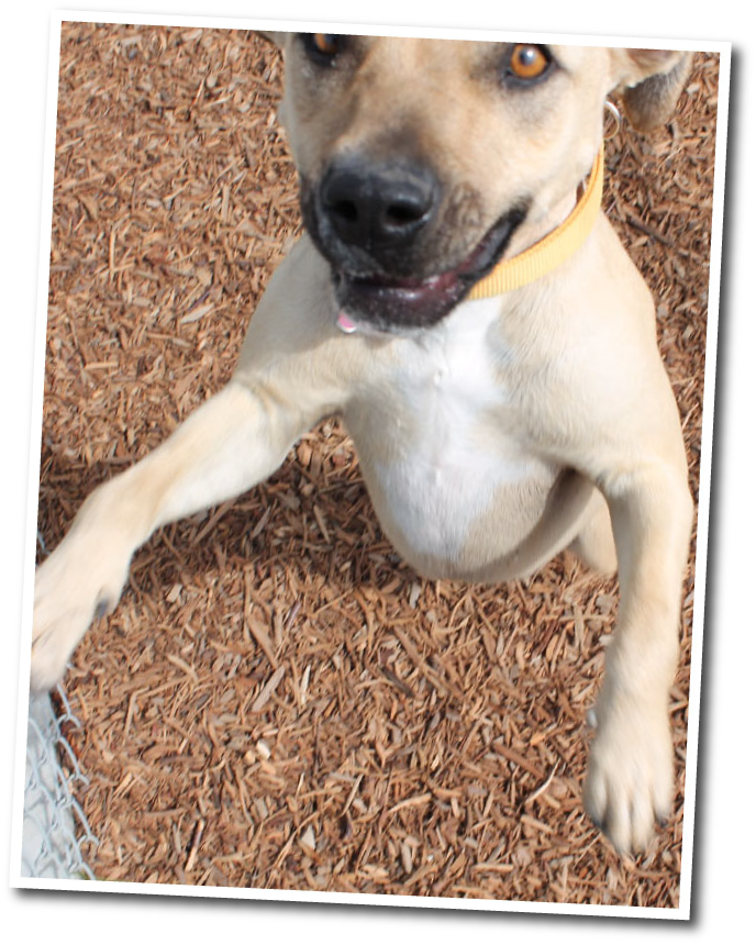Funny Faces Dog Boarding In Fresno - Companion Dog (688x860), Png Download