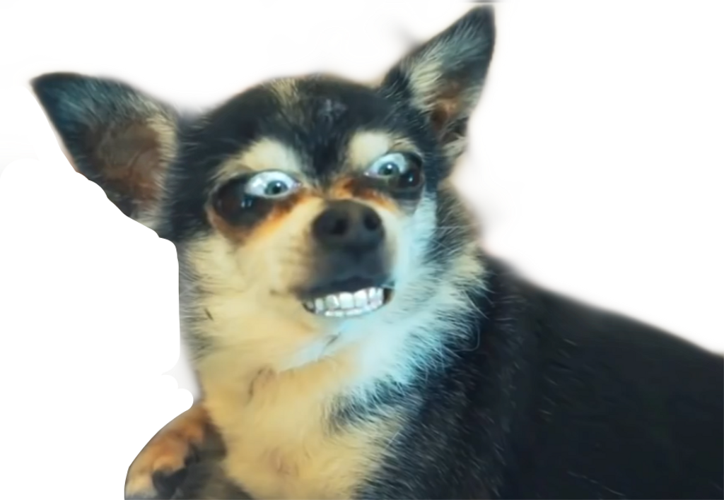 Jennamarbles Sticker - Jenna Marbles Green Screen Dog (1024x708), Png Download