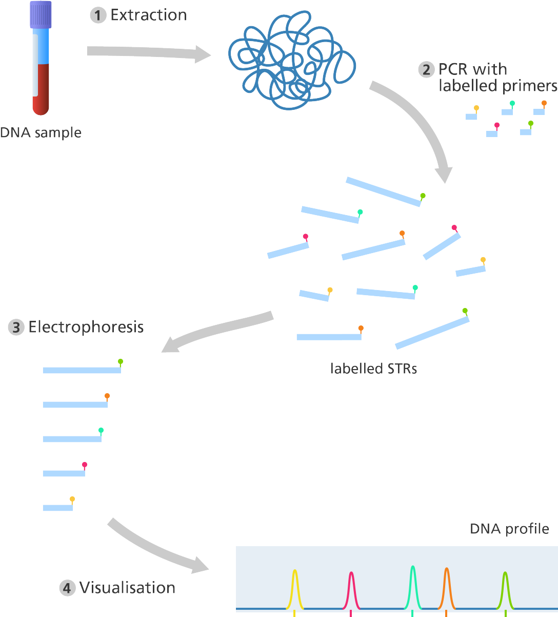 Illustration - Dna Profilleme Ile Akrabalık Teşhisi (1200x1282), Png Download