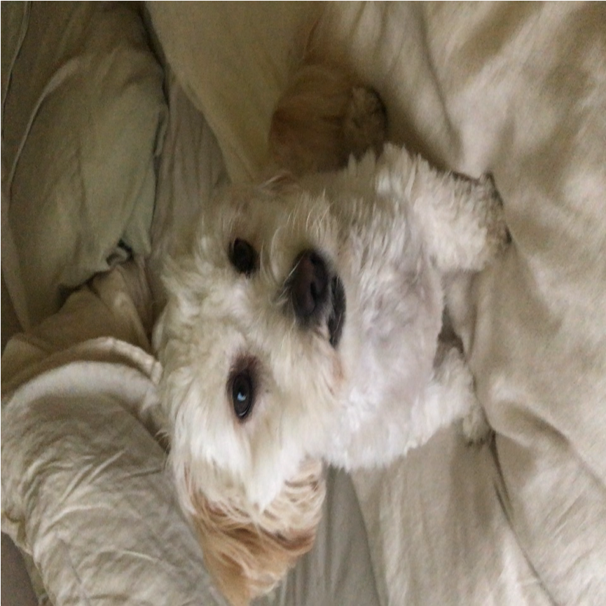 Ads Health Video Check Pin Funny Dog Videos, Funny - Glen Of Imaal Terrier (864x1536), Png Download