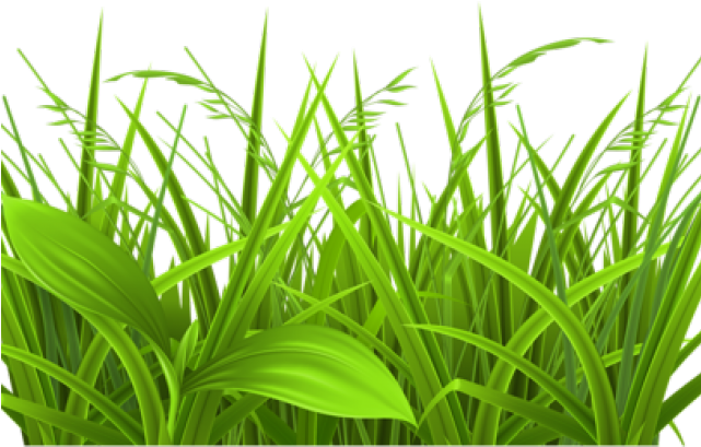 Clump Of Grass Png (640x480), Png Download