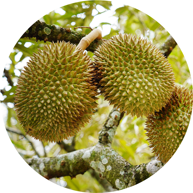 Gallery - Durian (800x800), Png Download