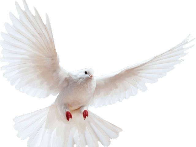Dove Clipart Transparent Background - Dove Png Transparent Background (640x480), Png Download