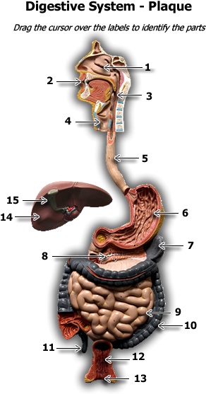Digestive Plaque Model (600x575), Png Download