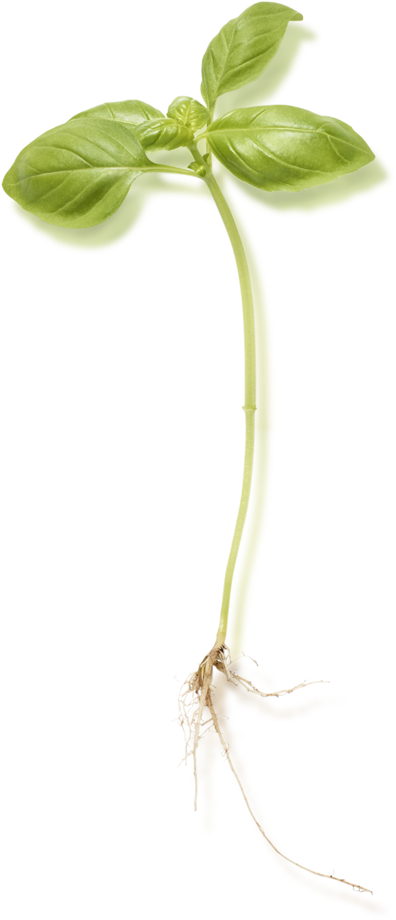 Images - Root (2000x2000), Png Download