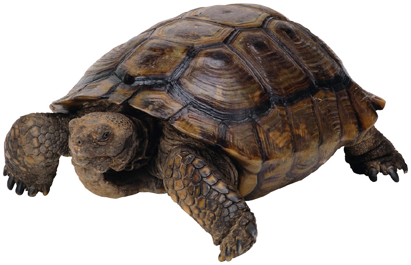 Bay Isle Home Resin Decorative Figurine Color - Serpiente Lagartos Tortugas Cocodrilos (800x516), Png Download