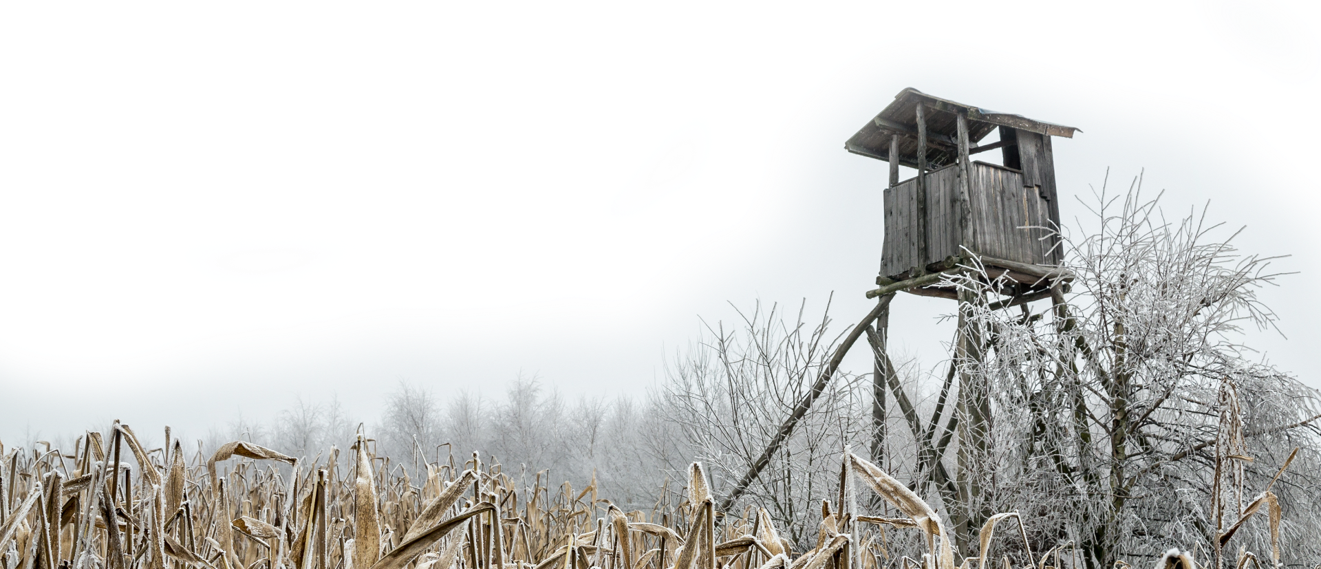 Tree House (1920x827), Png Download