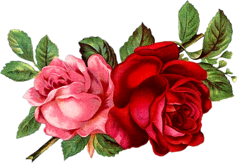 Vintage Roses En Png - Mary Jo Schwarz Quotes (800x551), Png Download